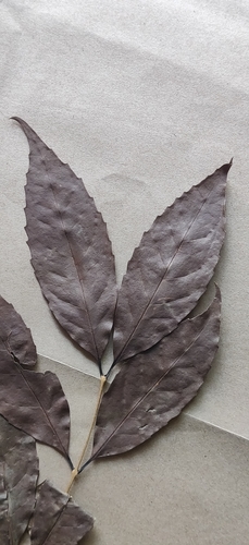 Tetrapilus dioicus, photograph 3