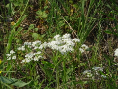 Valerianella amarella