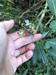 Aneilema dregeanum
