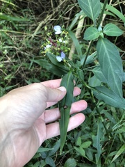 Aneilema dregeanum
