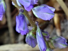 Polygala amara