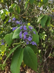 Vitex gaumeri
