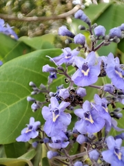Vitex gaumeri