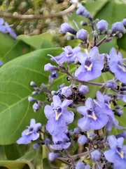 Vitex gaumeri