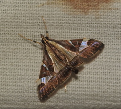 Glyphodes bivitralis