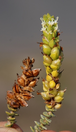 Image of Hebenstretia cordata by (c) Tony Rebelo, some rights reserved (CC BY-SA)