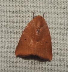 Maurilia