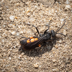 Anoplius viaticus paganus