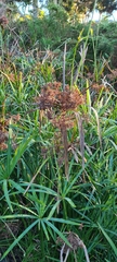 Cyperus textilis