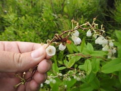 Zenobia pulverulenta