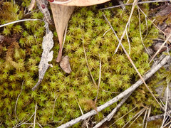 Leptodontium paradoxum