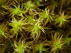 Leptodontium paradoxum