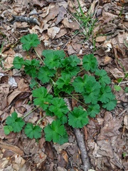 Geranium asphodeloides