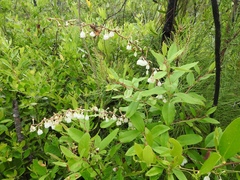 Zenobia pulverulenta