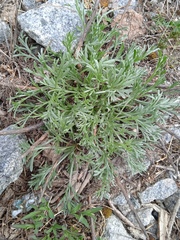 Artemisia campestris