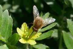 Lambkinomyia