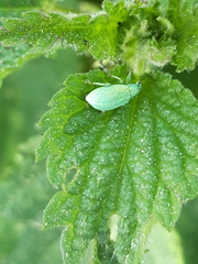 Polydrusus planifrons