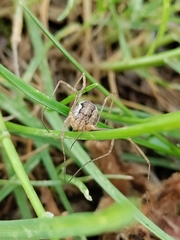Dasylobus