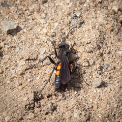 Anoplius viaticus paganus