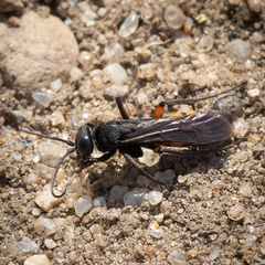 Anoplius viaticus paganus