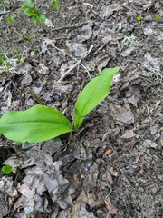 Platanthera chlorantha