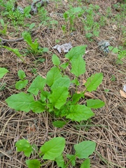 Lapsana communis intermedia