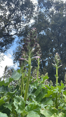 Acanthus mollis