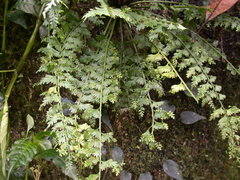 Asplenium gueinzianum
