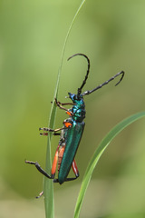 Plinthocoelium suaveolens