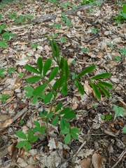 Lathyrus rotundifolius