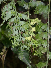 Asplenium gueinzianum