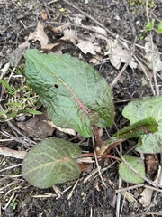 Rumex obtusifolius obtusifolius