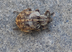 Hyperinae