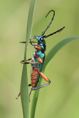 Plinthocoelium suaveolens