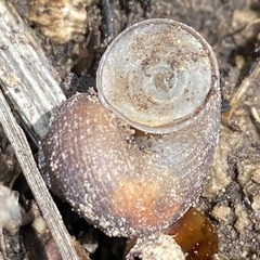 Pomatias rivularis