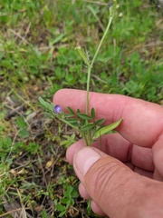Vicia lathyroides