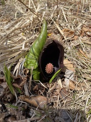 Symplocarpus renifolius