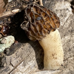 Morchella semilibera