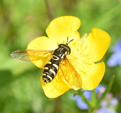 Chrysotoxum elegans