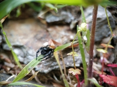 Salticidae