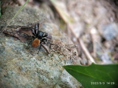Salticidae