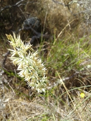 Calamagrostis ophitidis