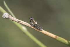 Grapholita internana