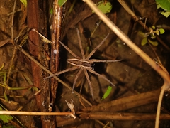 Dolomedes saganus
