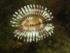 Anamobaea
