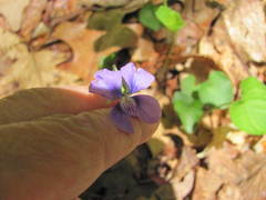 Viola cucullata
