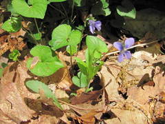 Viola cucullata
