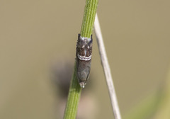 Grapholita internana