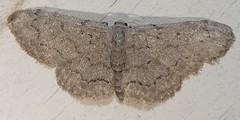 Idaea violacearia
