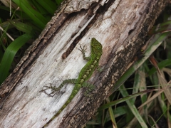 Anolis marmoratus